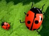 2manybugs